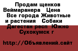 Продам щенков Веймаранера › Цена ­ 30 - Все города Животные и растения » Собаки   . Дагестан респ.,Южно-Сухокумск г.